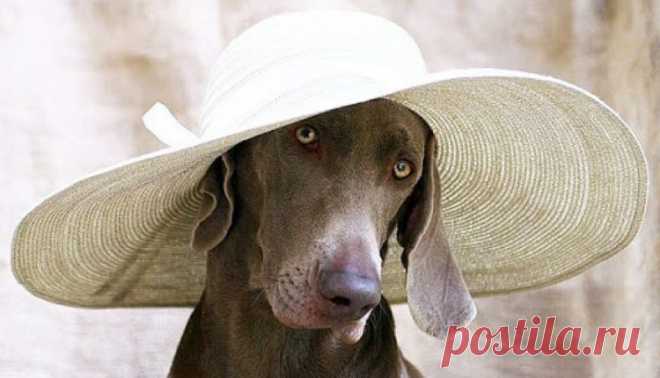 Ветеринарный врач дал совет, как ухаживать за собакой в летнюю жару  — ФОКУС ВНИМАНИЯ