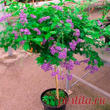 Комнатное растение Дуранта (Duranta). Невысокий кустарник, произрастающий на территории Флориды, Мексики, Бразилии. Назван в честь врача и ботаника Кастора Дурантеса (XVI в.). Дуранты очень часто используются для озеленения объемных помещений, интерьеров, холлов. Лилово-голубые цветки многочисленные, небольшого размера, собраны в кистевидные соцветия, появляются на концах ветвей. Крону растения рекомендуется формировать с помощью прищипки и обрезки.