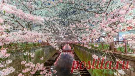 цветение сакуры в японии обои: 1 тыс изображений найдено в Яндекс.Картинках