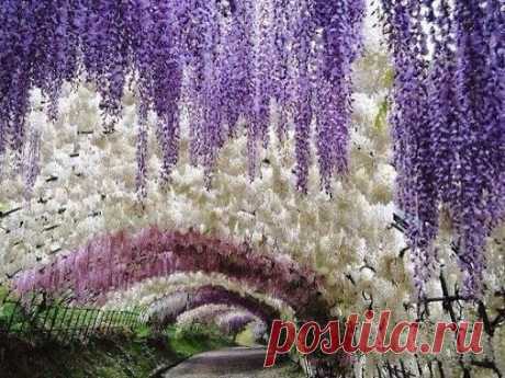 Тоннель цветов в японском саду Кавати Фудзи.﻿