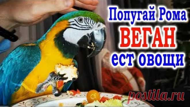 Говорящий попугай Ара ест овощи. Корм для попугая Ара. Что выберет попугай Рома ?