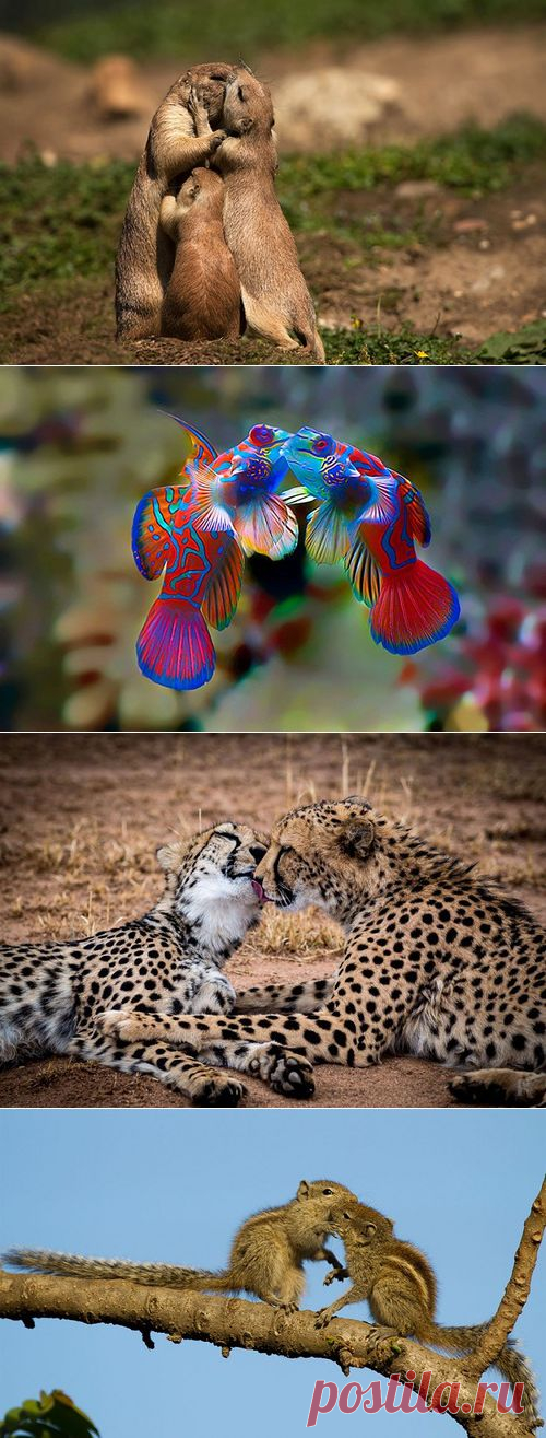 Поцелуи у животных. Фотоподборка.