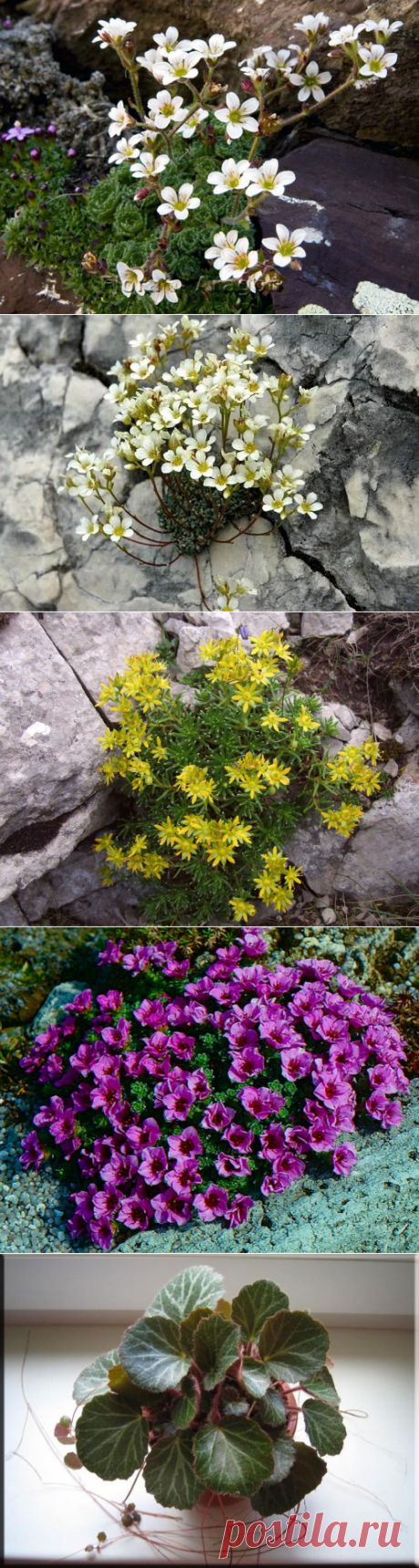 Выращивание камнеломки в домашних условиях, виды, фото | Цветовод-Консалтинг