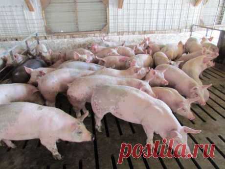 Как выращивать свиней?