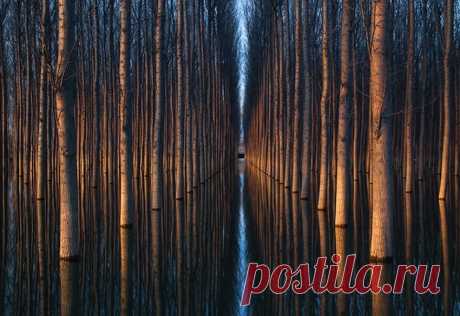 Потрясающие симметричные снимки деревьев Оливера Дельгадо - Путешествуем вместе
