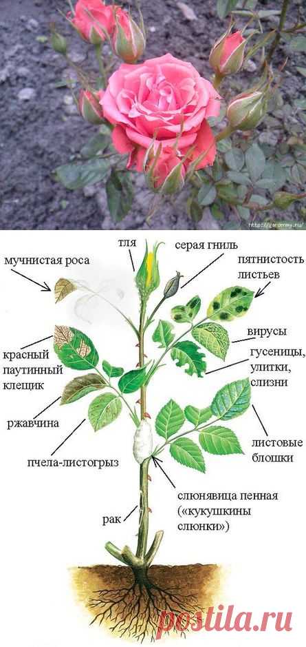 12 причин угнетающие розу. Болезни и вредители роз.