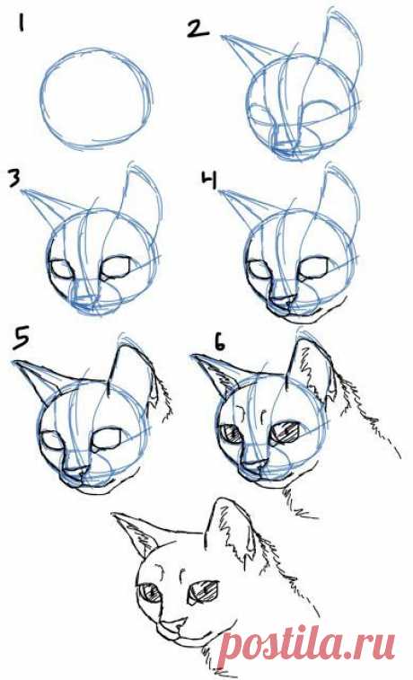 Уроки рисования - кошка.