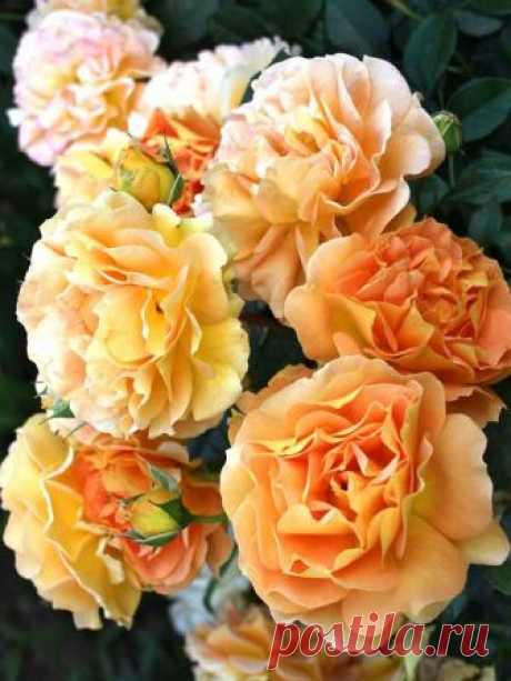 Роза английская Эскалибур (Excalibur)

 - великолепный сорт чайно-гибридных роз очень красивой персиковой расцветки. Ценится за продолжительное цветение и необычную форму бутонов.