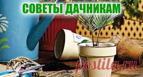 Полезные советы по уходу за комнатными растениями в зимний период... - fybcbvjdyf@mail.ru - Почта Mail.Ru