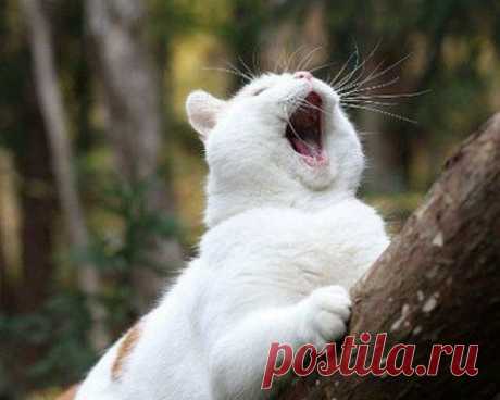 Cat Yawn - Cats &amp; Animals Background Wallpapers on Desktop Nexus (Image 1882828)