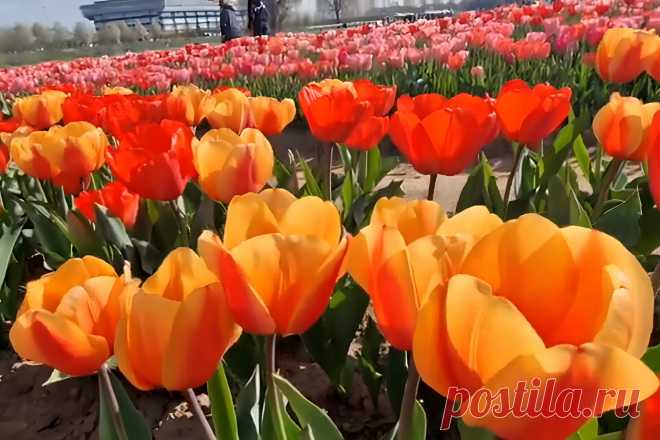 Тюльпаны: Полезные советы по уходу и выращиванию символа Нидерландов &#8211; Agro-Info
