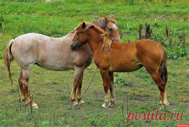 Фото: Фото лошадей. Фотограф Степан. Фото животных. Фотосайт Расфокус.ру