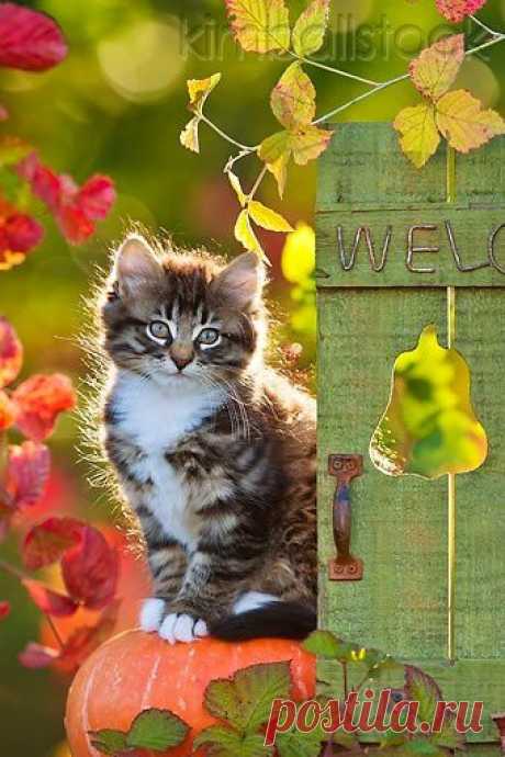 Fall kitten - Go Cute Kitty!