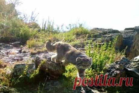 Редкий манул попал в фотоловушку в Саянах. В Саяно-Шушенском заповеднике получили новые фотографии и видеозаписи манула. «На протяжении 2021 года краснокнижные коты систематически регистрировались автоматическими фотокамерами на степных участках заповедника», — говорится в сообщении. Первый кадр с манулом был снят 11 лет назад.