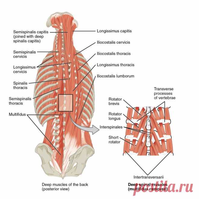 Многораздельные мышцы поясницы: анатомия, функции и упражнения | KinesioPro