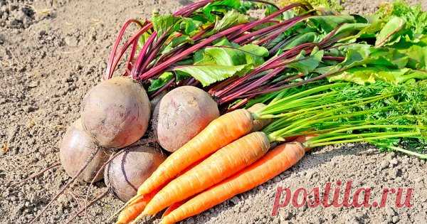 Чтобы свекла и морковь были сладкими… 

Свекла и морковь обладают таким количеством полезных свойств, что редкий огородник не сажает эти культуры на своем дачном участке. Но как добиться наилучшего результата в их выращивании?
Сладкий вку…
