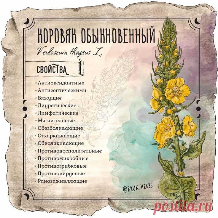 Коровяк обыкновенный