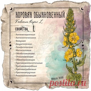 Коровяк обыкновенный