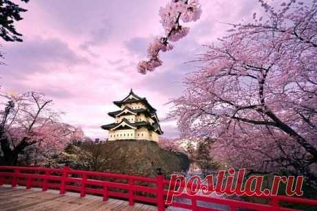 Замок Хиросаки и цветущая сакура
