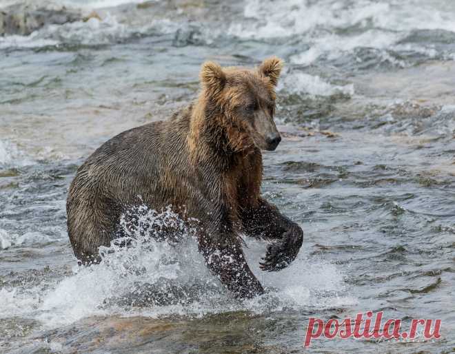 Ready for Action Focus and determination - a young grizzly has its eye on the target. Funnel Creek, Katmai N.P. and Preserve, AK, during the sockeye salmon run last summer.