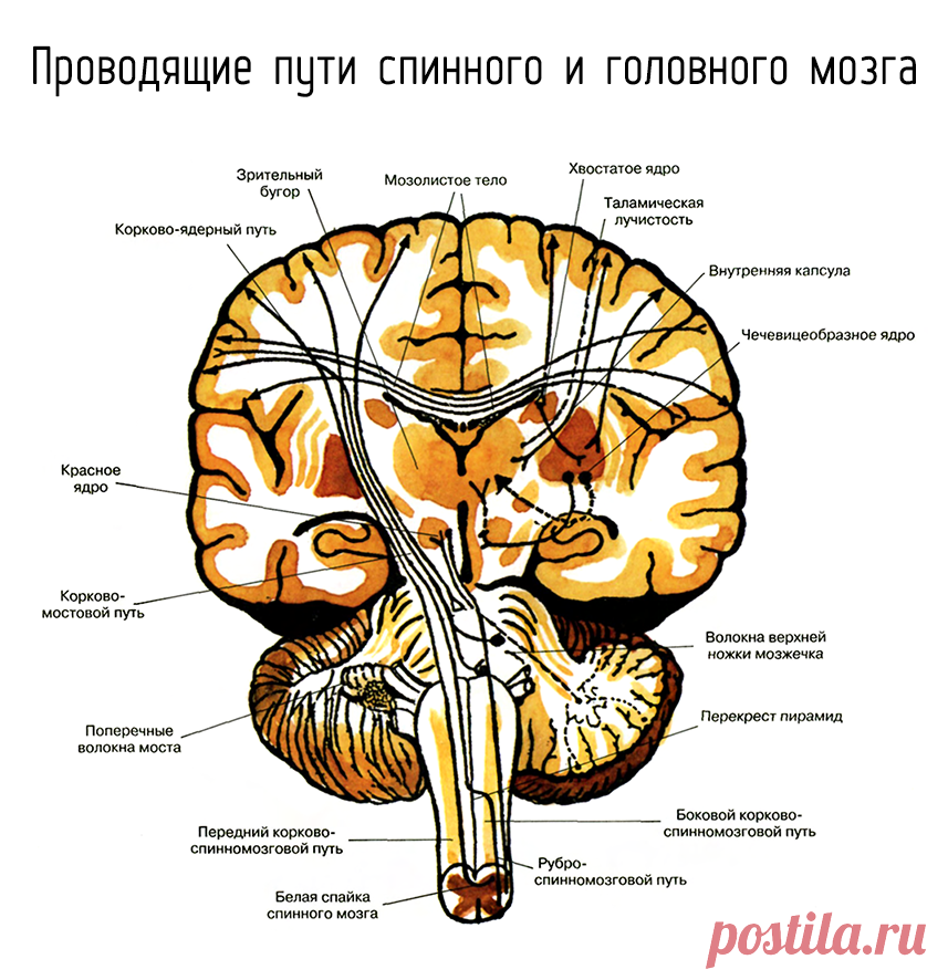 Нисходящий нерв. Проводящие пути головного мозга восходящие и нисходящие. Чувствительные проводящие пути спинного и головного мозга анатомия. Схему восходящих путей спинного и головного мозга.. Проводящие пути спинной мозг анатомия строение.
