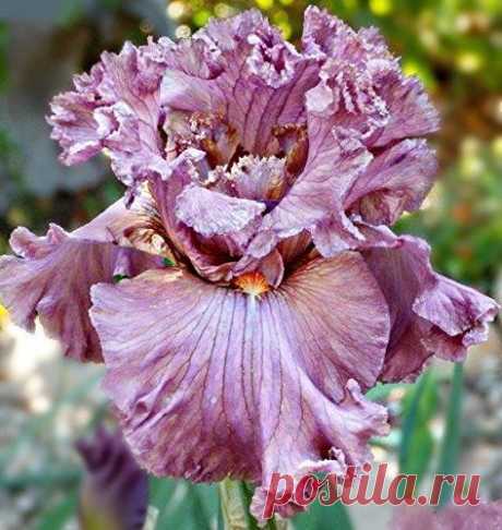 Eye-For-Style-Tall-Bearded-Iris-Rhizome-Upc-643451296006-1-Free-Plant-Marker
