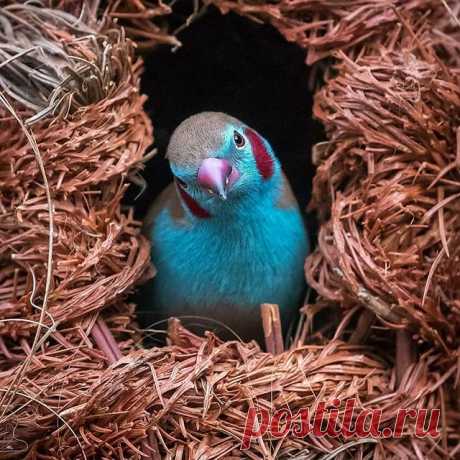 Follow @dailybirdshow for awesome birds ❤️ 
Red cheeked Gordon Blue by @thumbwave
.
.
#your_best_birds #bestbirdshots #best_birds_of_world #bird_brilliance #nfnl #elite_worldwide_birds #birds_adored #bird_captures #ip_birds #birdsofinstagram  #nuts_about_birds #bns_birds #birds_illife #best_birds_of_ig #marvelouz_animals #bb_of_ig #macro_turkey #feather_perfection #planetbirds #world_mastershotz_nature  #allnatureshots #amazingphotohunter #master_shots #exclusive_wildlife ...