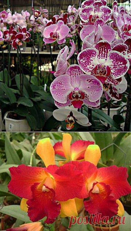 Усадьба | Цветы в доме : Календарь цветения орхидей