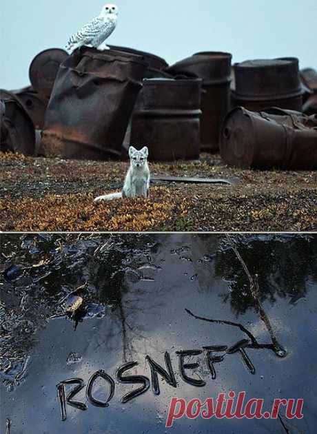 На днях «Роснефть», в ответ на претензии Гринпис, пообещала сделать Арктику чистой: вывезти весь накопленный мусор - старый, ржавый металлолом, валяющийся там со времен СССР. Но странно, что «Роснефть» не рассказала, как будет очищать Арктику от нефтяных разливов во льдах, или как уберет уже существующие на материке?! Посмотрев на разливы «Роснефти», можно предположить, что станет с Арктикой через несколько лет. Пока не поздно, мы должны остановить добычу нефти на Арктическом шельфе!
