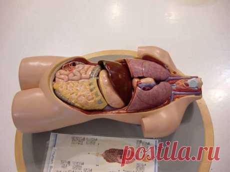 Анатомия человека. Строение и расположение внутренних органов человека. Органы грудной клетки, брюшной полости, органов малого таза