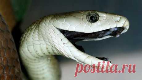Ядовитые змеи: красивые до жути | ТАЙНЫ ВСЕЛЕННОЙ