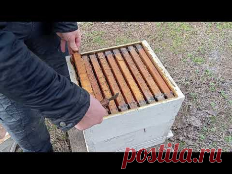 Сверхранняя весенняя ревизия пчелосемьи с племенной маткой в северо-крымском улье.