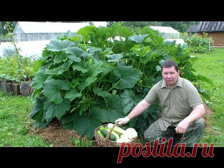 ▶ Выращивание кабачков, цуккини и патиссонов хитрым способом - YouTube