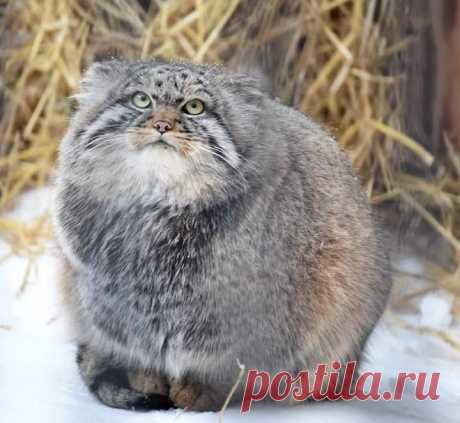 Mega-Chonker Of A Cat Looks Adorably Angry (16 Pics) - I Can Has Cheezburger?