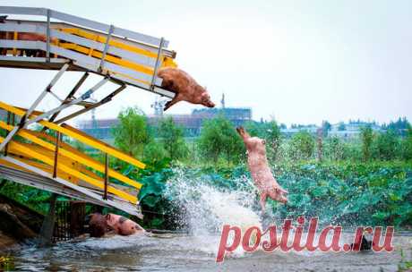 Свиньи ныряют в воду с платформы на племенной ферме в Шэньяне, Провинция Ляонин, Китай.