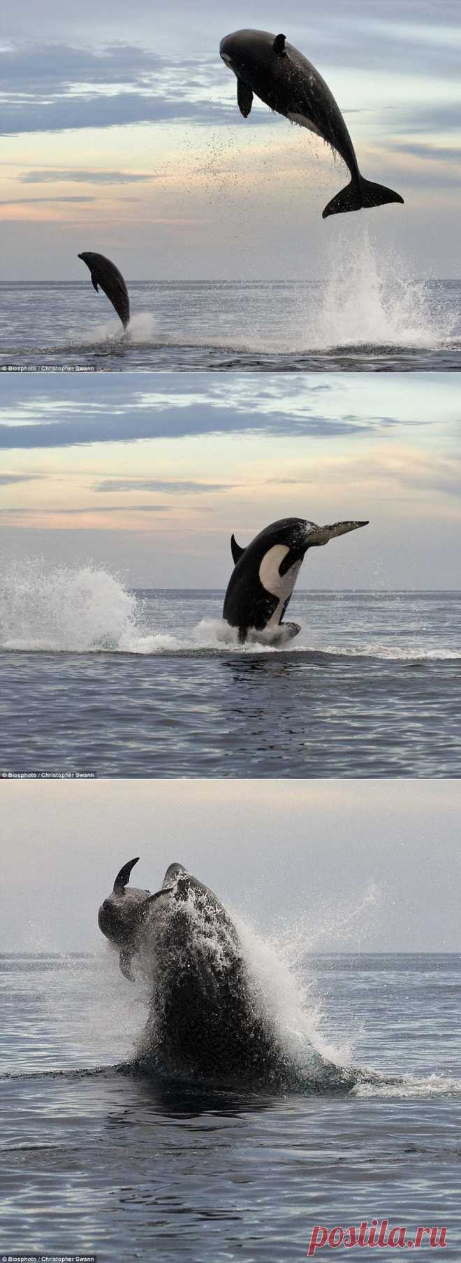 Касатка преследует дельфина. Фоторепортаж