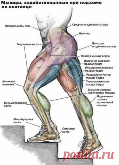 Лестница- тренажер доступный каждому | Диеты со всего света