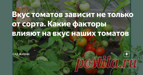 Вкус томатов зависит не только от сорта. Какие факторы влияют на вкус наших томатов Как влияет на вкус томатов наследственность, окружающая среда, агротехника выращивания, условия хранения.