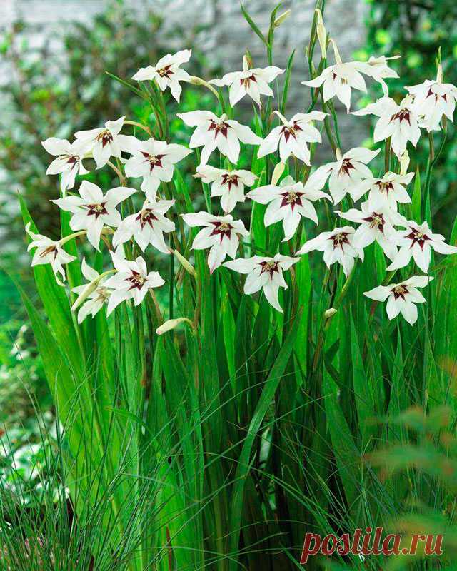Многолетний садовый цветок Ацидантера (Acidanthera). Клубнелуковичное растение с зелеными лилейными листьями. Цветки похожи на цветки гладиолуса, но более мелкие, кремово-белые с черновато-красным пятном в центре, душистые, собраны в колосовидное восьмицветковое соцветие длиной 50-70 см. Цветет в августе-сентябре.