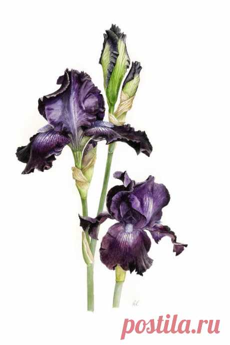 (4) Floral Art - Roger Reynolds Botanical Art - Dark Blue Iris | Art - Botanical Illustration