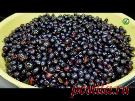 Смородина на зиму. 3 РЕЦЕПТА для тех, у кого МАЛО времени и НЕТ САХАРА. - YouTube