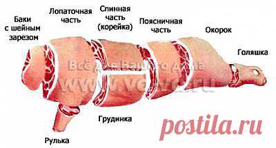 Части туши свиньи, разделка, обвалка, виды мяса - Блюда от поваров сети - Каталог статей - BezDoz.Ru