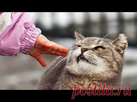 В объективе - смешные котики: улучшайзер настроения в каждом кадре! | 😺 ПетКлаб | Яндекс Дзен