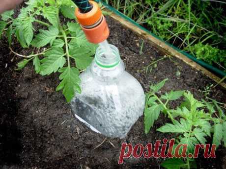 Организовал полив томатов в теплице с помощью пластиковых бутылок: 5 способов и их преимущества | Огородные шпаргалки | Дзен