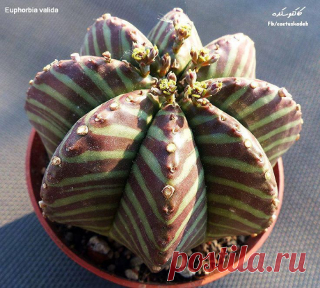 Зебра-кактус - Euphorbia Valida.