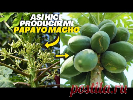 Cómo Hacer Producir a una Planta “Macho” de Papayas o Lechosas