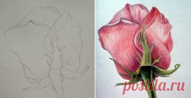Рисуем розу цветными карандашами — быстро, просто и легко! Роза, наверное, один из самых красивых цветков в мире. И речь идет не только о букете шикарных подаренных роз, даже простой и в тоже время красивый рисунок розы может поднять настроение в самые пасмур…