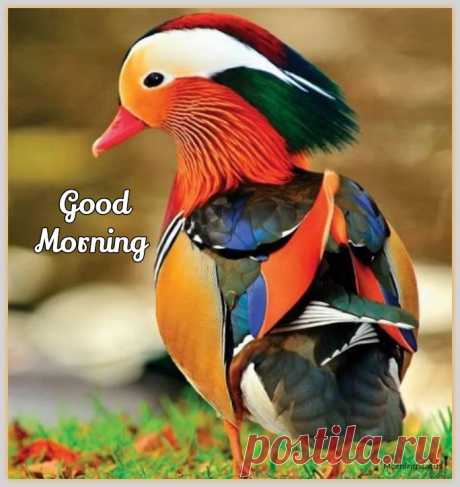 Good morning images with birds