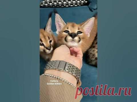 Каракальчики #cats # #cat #каракал #animal #kitten #каракет #caracat