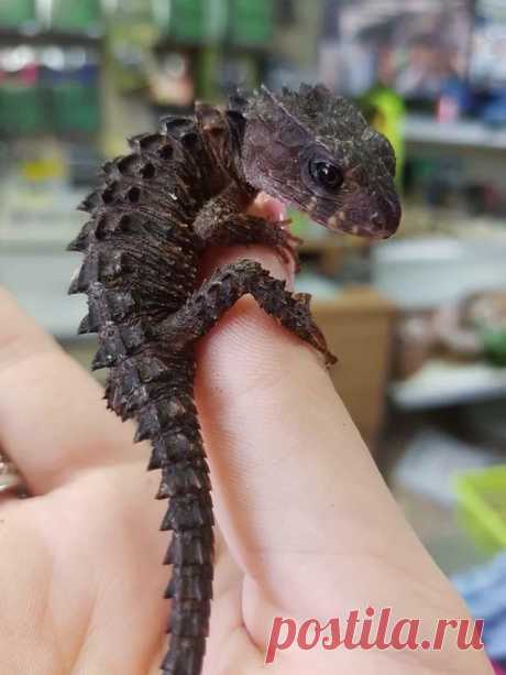 Red-eyed Crocodile Skink